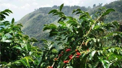 10 JAMAICAN BLUE MOUNTAIN Coffee Seeds ,Grow Your Own Coffee Plant tree