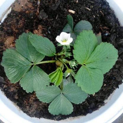 1 Bag Rare Milk Strawberry Seeds