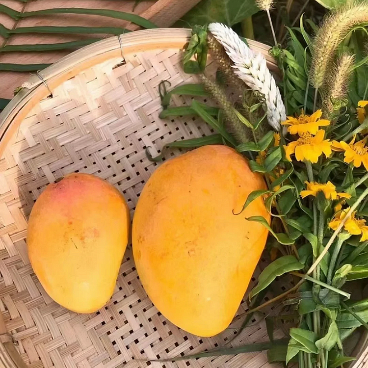 Super Sweet 🥭 Organic Giant Mango Seeds