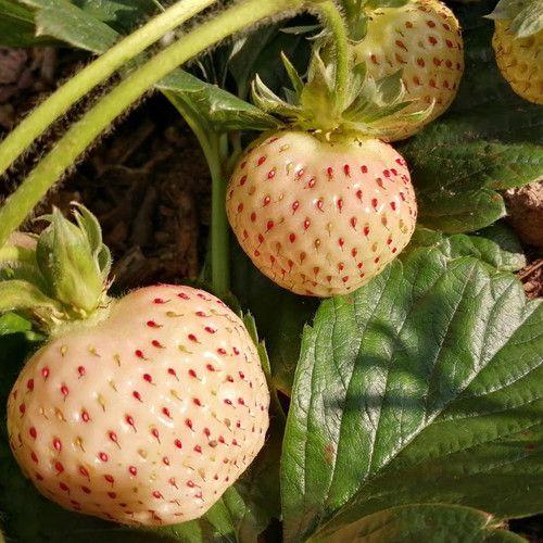 1 Bag Rare Milk Strawberry Seeds