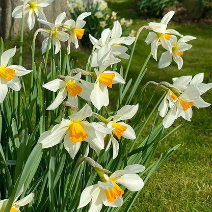 Daffodil Bulbs - All Star Mix