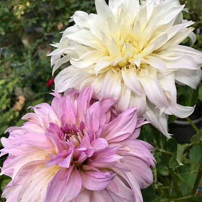 Mixed Giant Dahlia Seeds