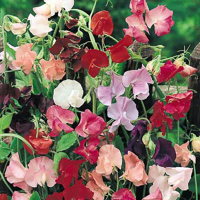 Mam­moth Mix Sweet Pea Seeds