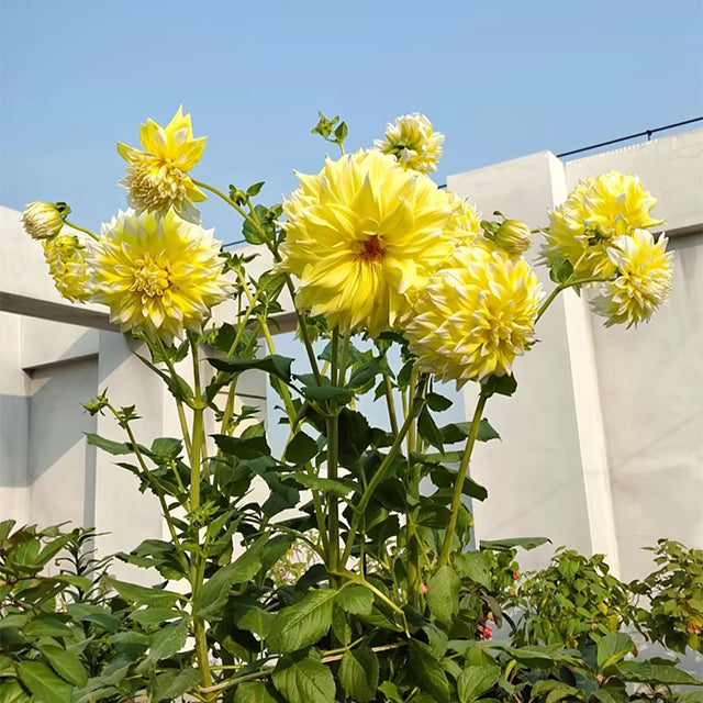 Mixed Giant Dahlia Seeds