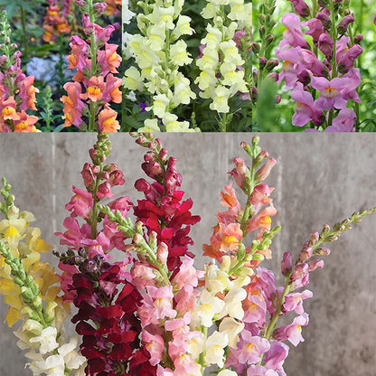 Dwarf Snapdragon  Seed Mixed