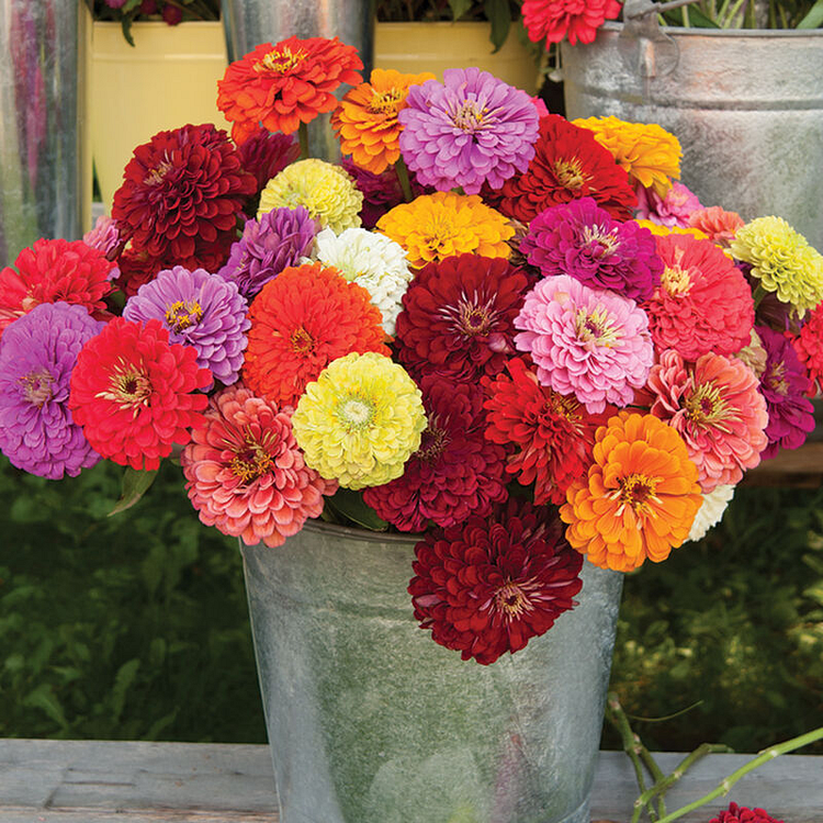 Mixed Zinnia Seeds