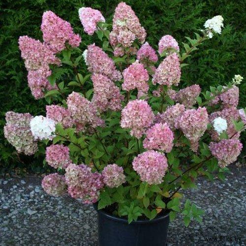 50/100Pcs Hydrangea Flowers Seeds Mixed Color Plants Home Garden Flower Seeds