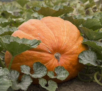 Giant Pumpkin Seeds