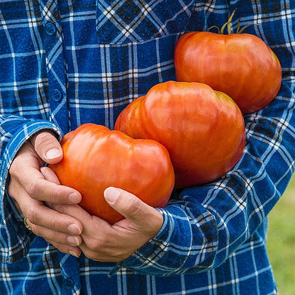 GIANT DELICIOUS TOMATO / UP TO 2KG