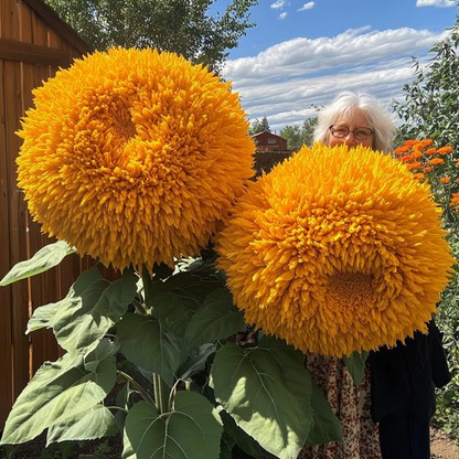 Giant Teddy Bear Sunflower Seeds