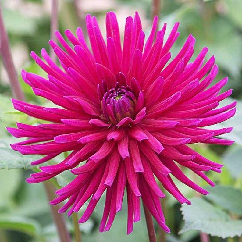 CACTUS DOUBLE DAHLIA Mix Variabilis Mixed Colors Hummingbird Flower Seeds