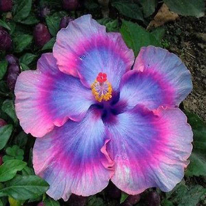 Mixed Giant Ombre Hibiscus Exotic Coral Flowers Seeds