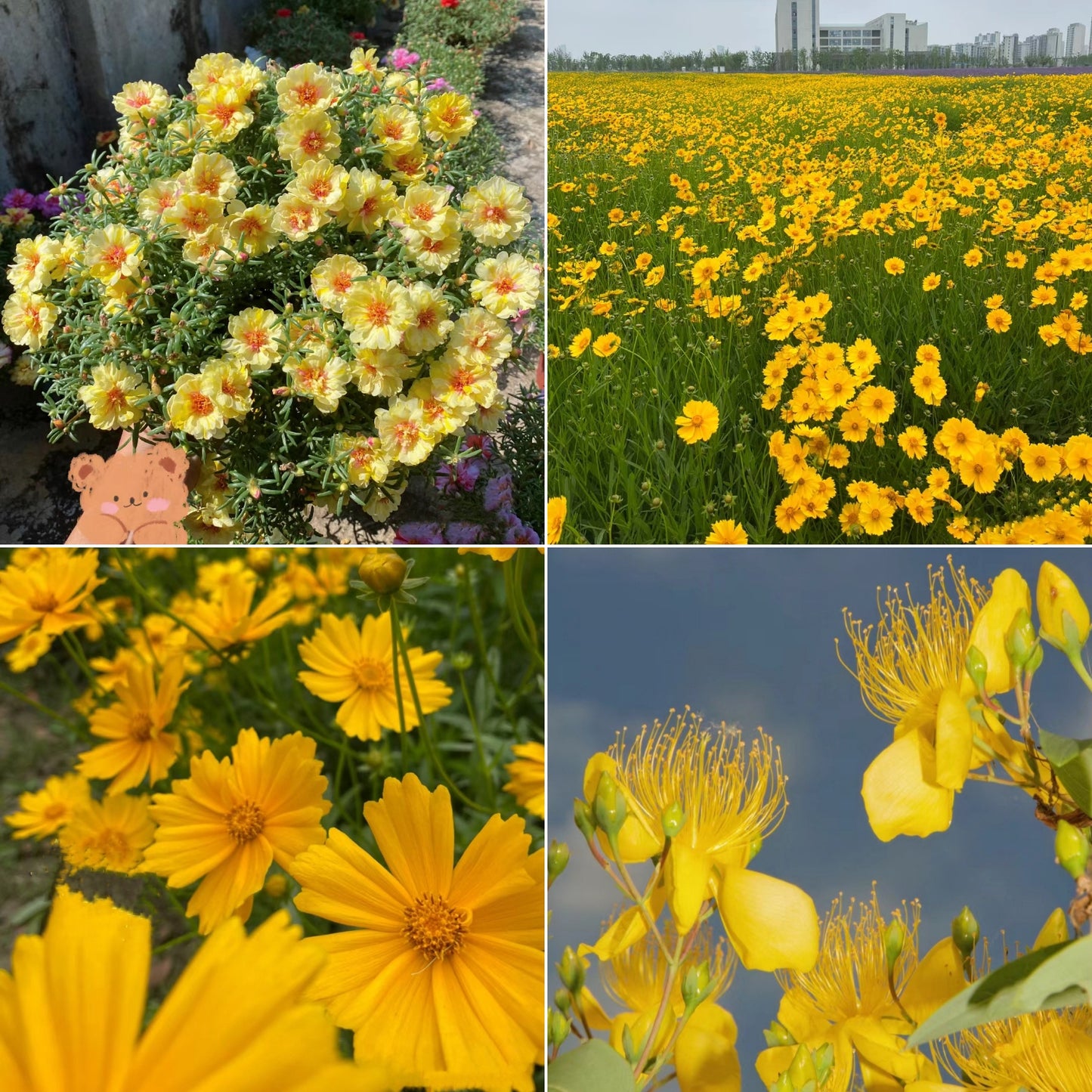 Exclusive Yellow Wildflower Seed Mix