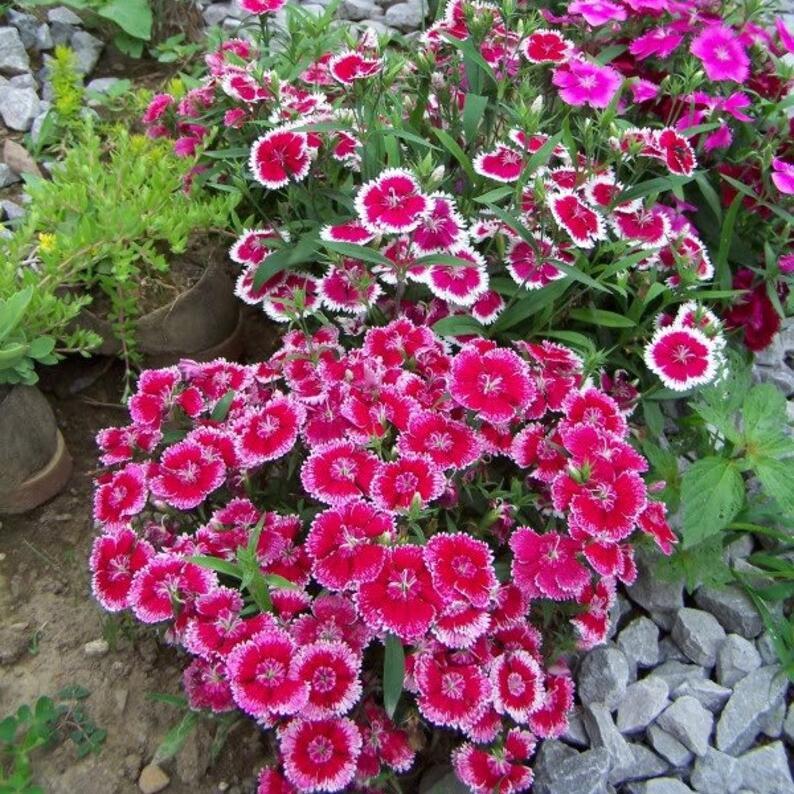 WEE Willie Dwarf SWEET WILLIAM Mixed Colors Dianthus Barbatus Flower Seeds