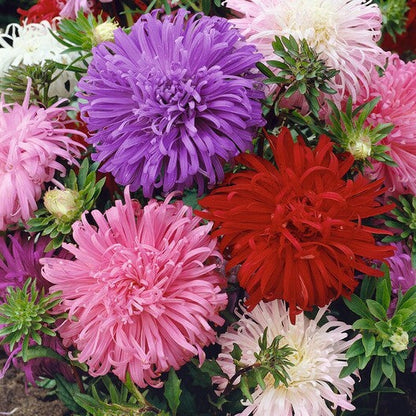 China Aster Seeds - Ostrich Feather Mix