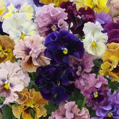 Pansy Giant Fancy Mix Seeds