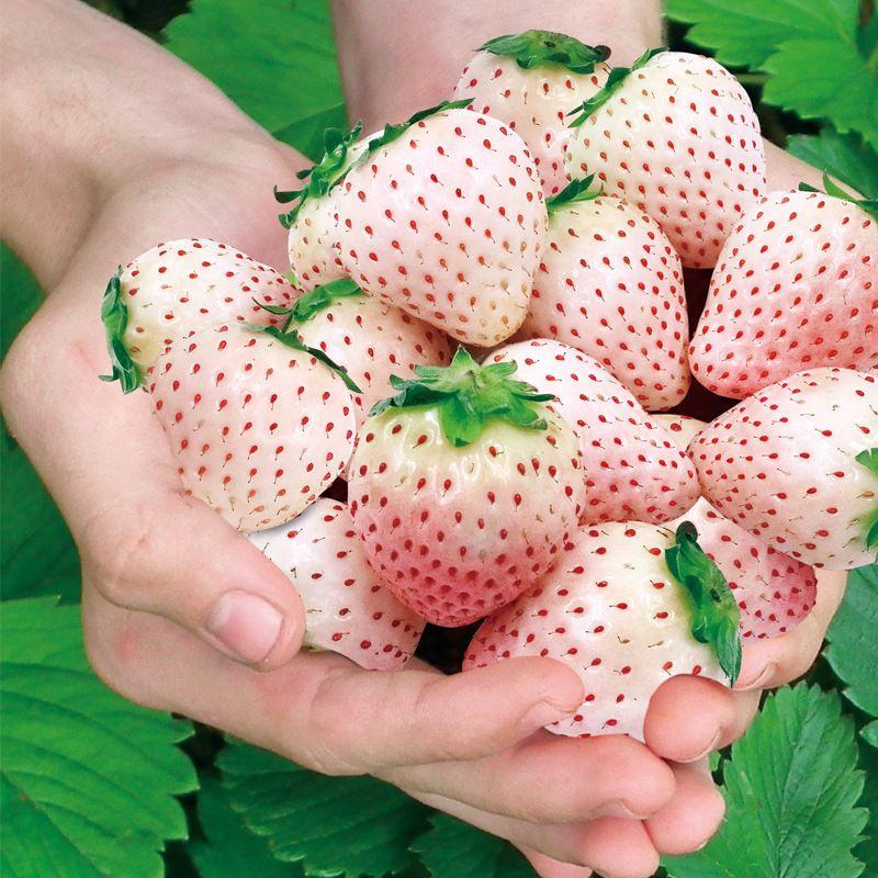 1 Bag Rare Milk Strawberry Seeds