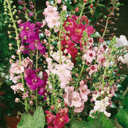 Verbascum Southern Charm Mixed