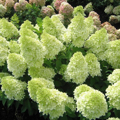 50/100Pcs Hydrangea Flowers Seeds Mixed Color Plants Home Garden Flower Seeds