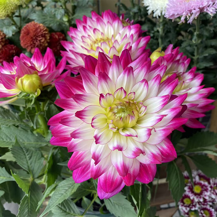 Mixture Dahlia Seeds