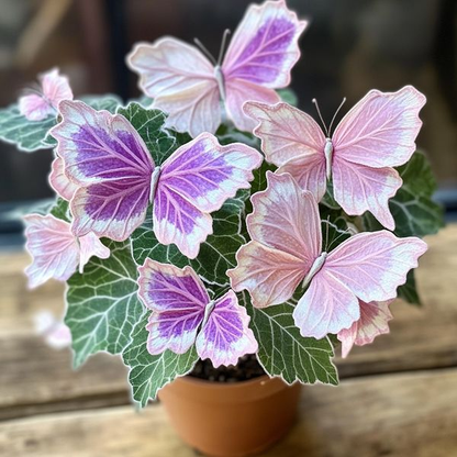 Begonia 'Meteor Butterfly'