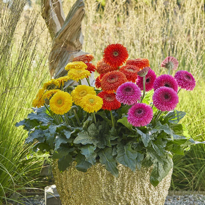 Mixed Gerbera Flower Seeds