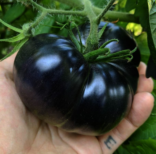 Giant Black Beauty Tomato