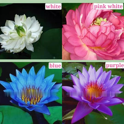 The PREMIUM BONSAI LOTUS FLOWER SEEDS