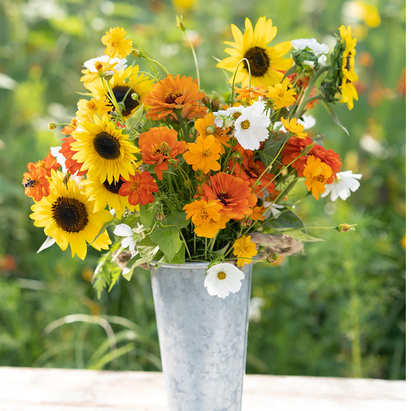 Sunset Mix - Orange, Yellow & White Flower Seed Mix