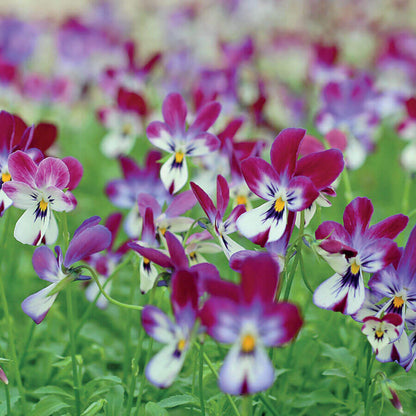 'Bunny Ears' Viola Seeds