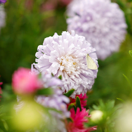 China Aster Seeds - Ostrich Feather Mix