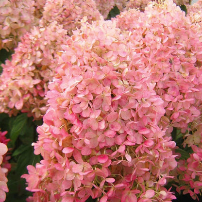 Strawberry Hydrangea Flowers Seeds Mixed Color Plants Home Garden Flower Seeds