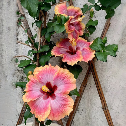 Mixed Giant Ombre Hibiscus Exotic Coral Flowers Seeds