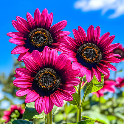 Sunflower 'Velvet Queen'