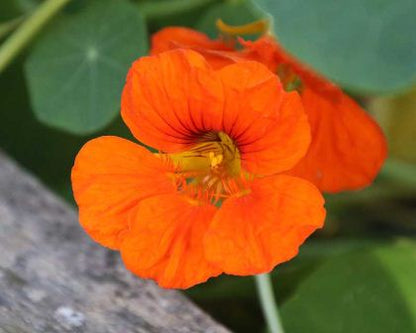 TROPAEOLUM MAJUS NANUM SINGLE MIX