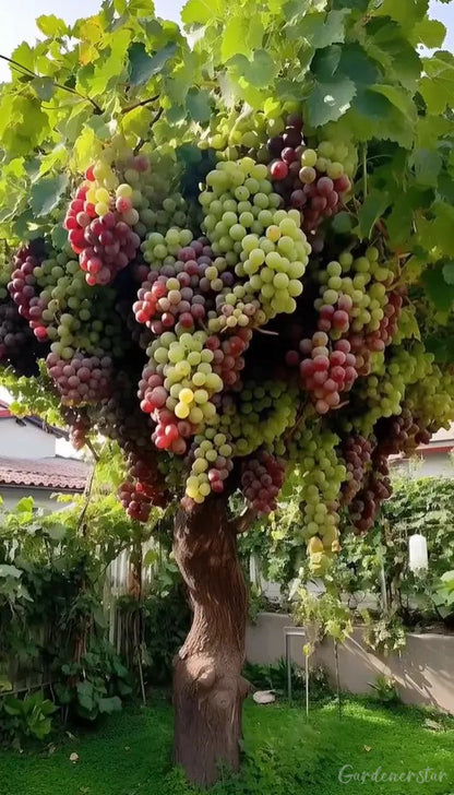 Giant Grape Tree Seeds: Thin-Skinned, Large, and Seedless 🍇🌿