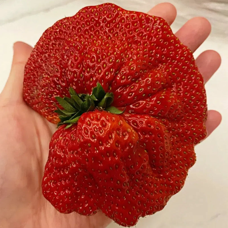 🍓Super Giant Strawberry Seeds