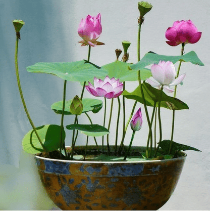 The PREMIUM BONSAI LOTUS FLOWER SEEDS