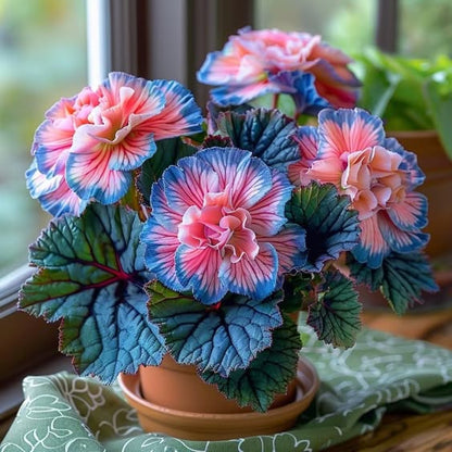 Rare Begonia Seeds - Blue and Pink