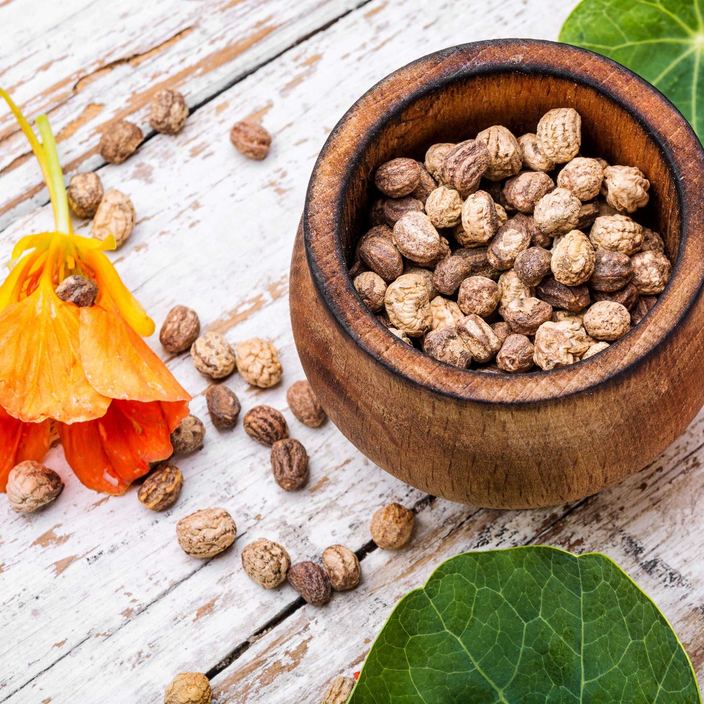 Nasturtium Seeds (Tall) - Mixed Colors