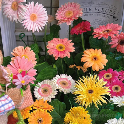 Mixed Gerbera Flower Seeds