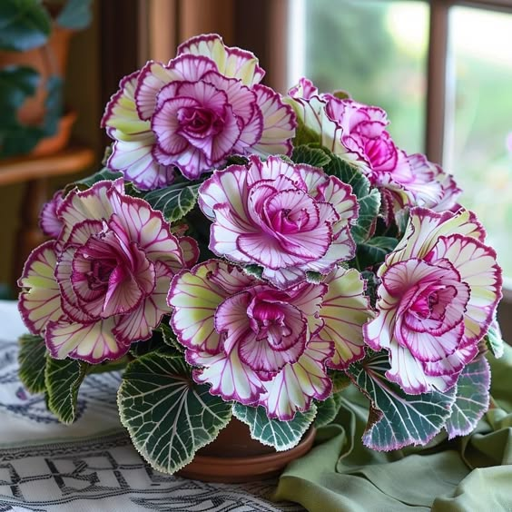 Rare Twin Begonia - Purple and White