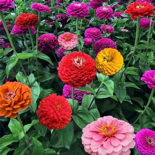 Zinnia State Fair Mix