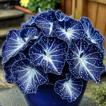 Blue Night Spark Begonia