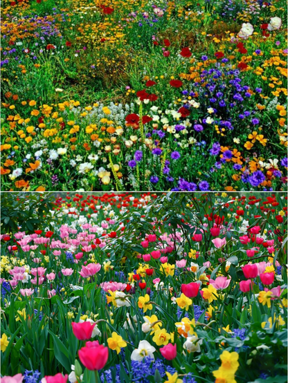 Perennial Flowers Seeds-Over 60 kinds mixed