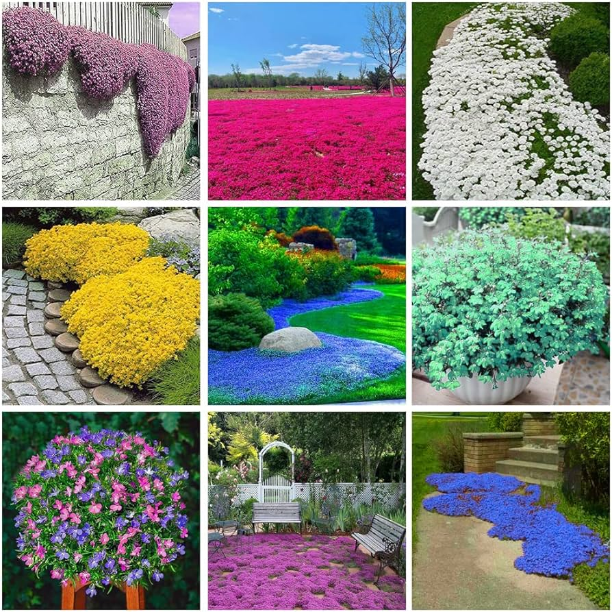 🌺Popular Groundcover Flowering Seeds🌈Colourful Carpet