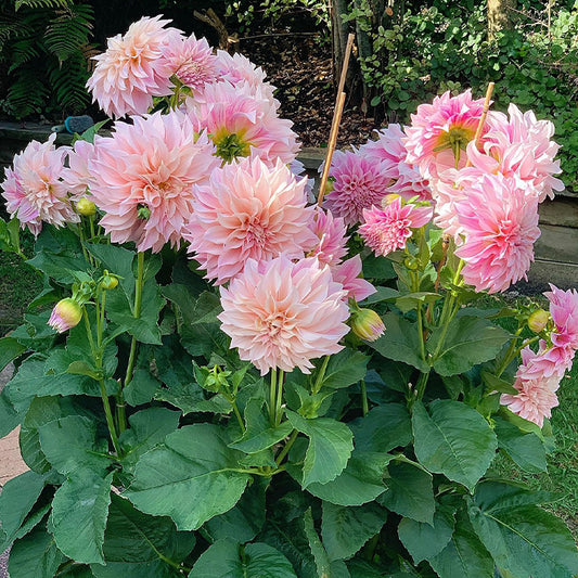 Mixture Dahlia Seeds