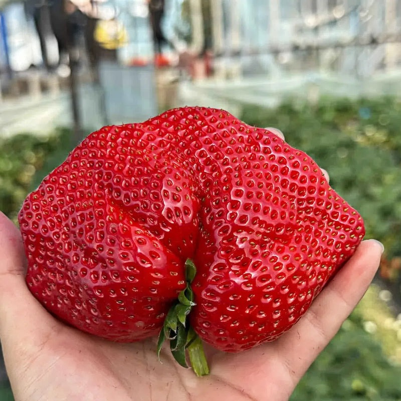 🍓Super Giant Strawberry Seeds