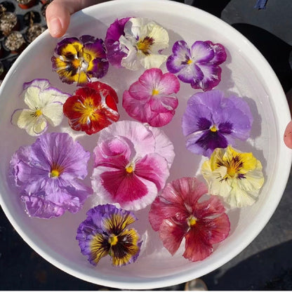 Pansy Giant Fancy Mix Seeds