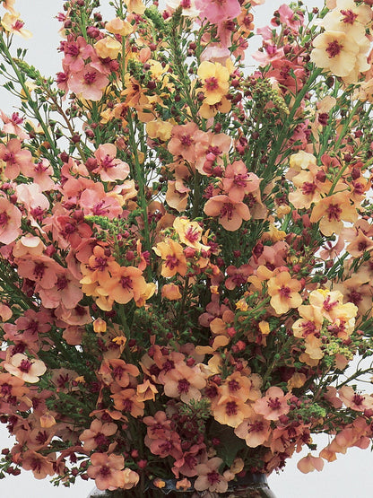 Verbascum Southern Charm Mixed